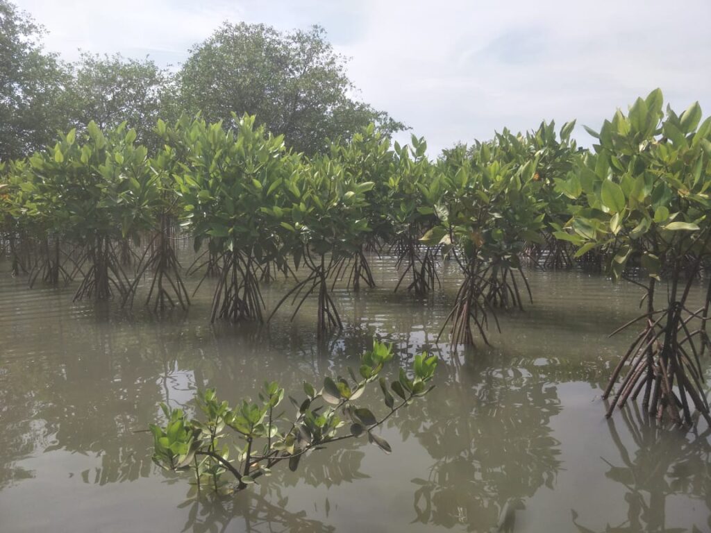 Rehabilitasi Mangrove di Pesisir Selatan DI Yogyakarta dan Jawa Tengah