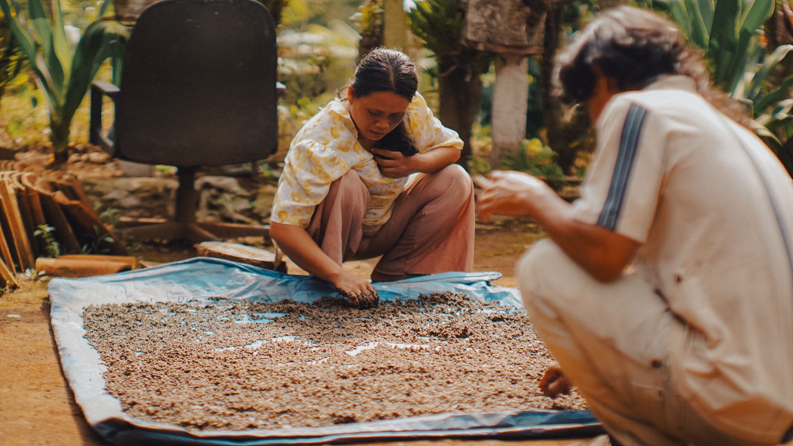 Petani kopi juga menanam lada