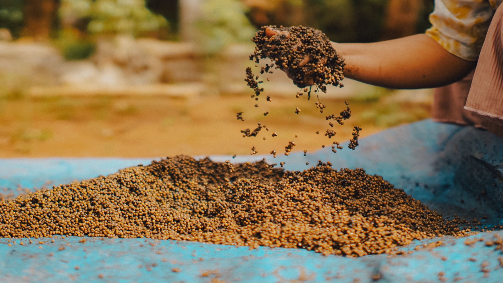 Petani kopi juga menanam lada 3
