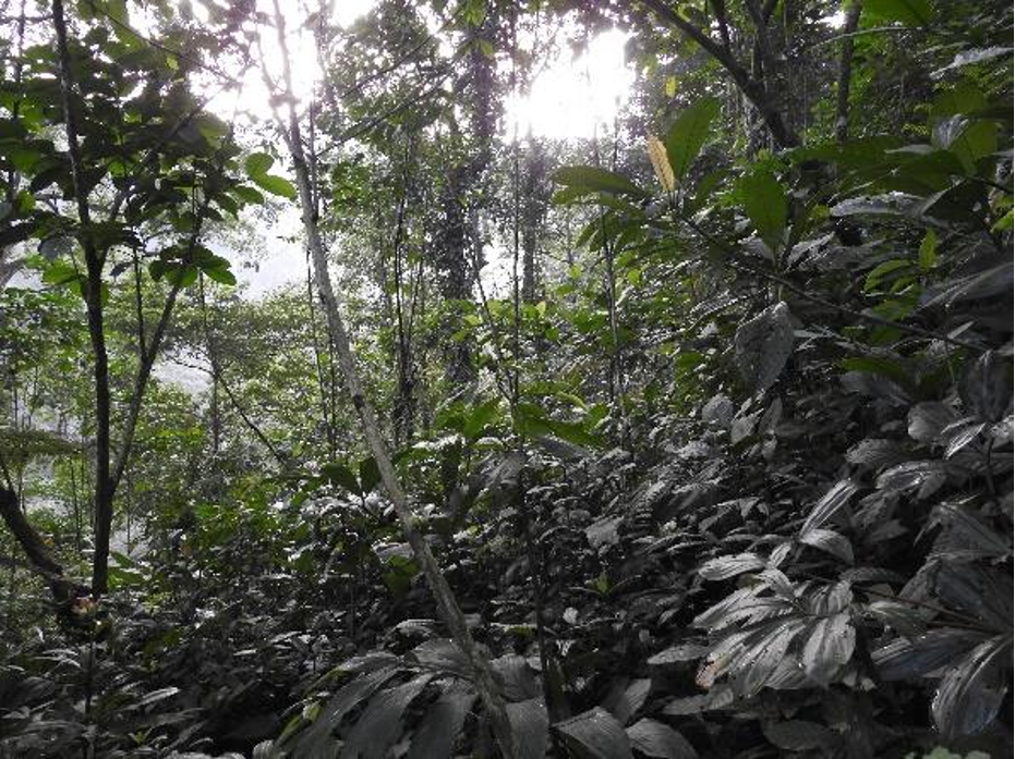 kondisi alam petungkriyono