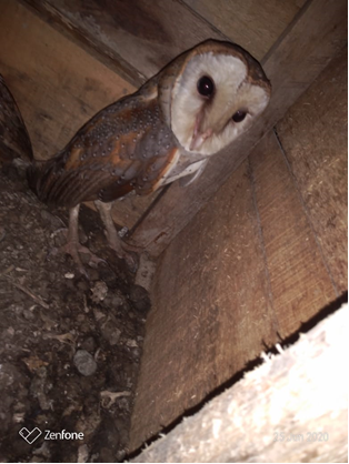 tikus yang dijatuhkan Tyto Alba di sekitar rubuha yang digunakan saat monitoring 2