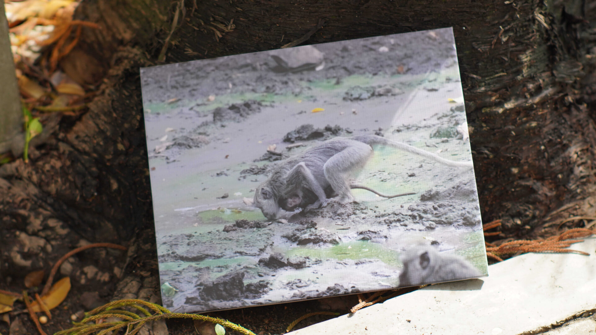 Biodiversity And Wildlife Conservation Relung Indonesia